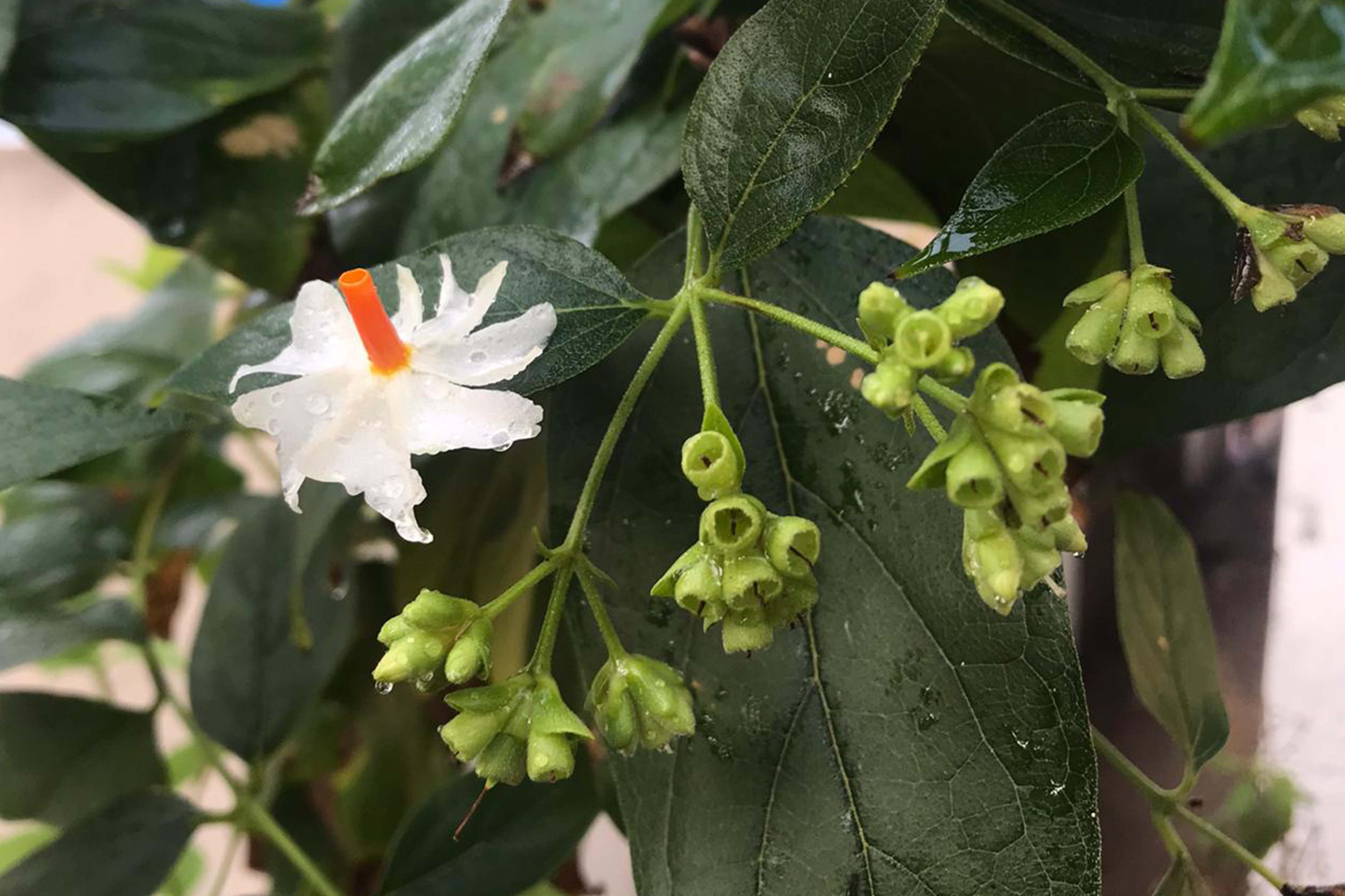 இரவில் மலரும் கண்ணீர் பூக்கள் (பவளமல்லி)