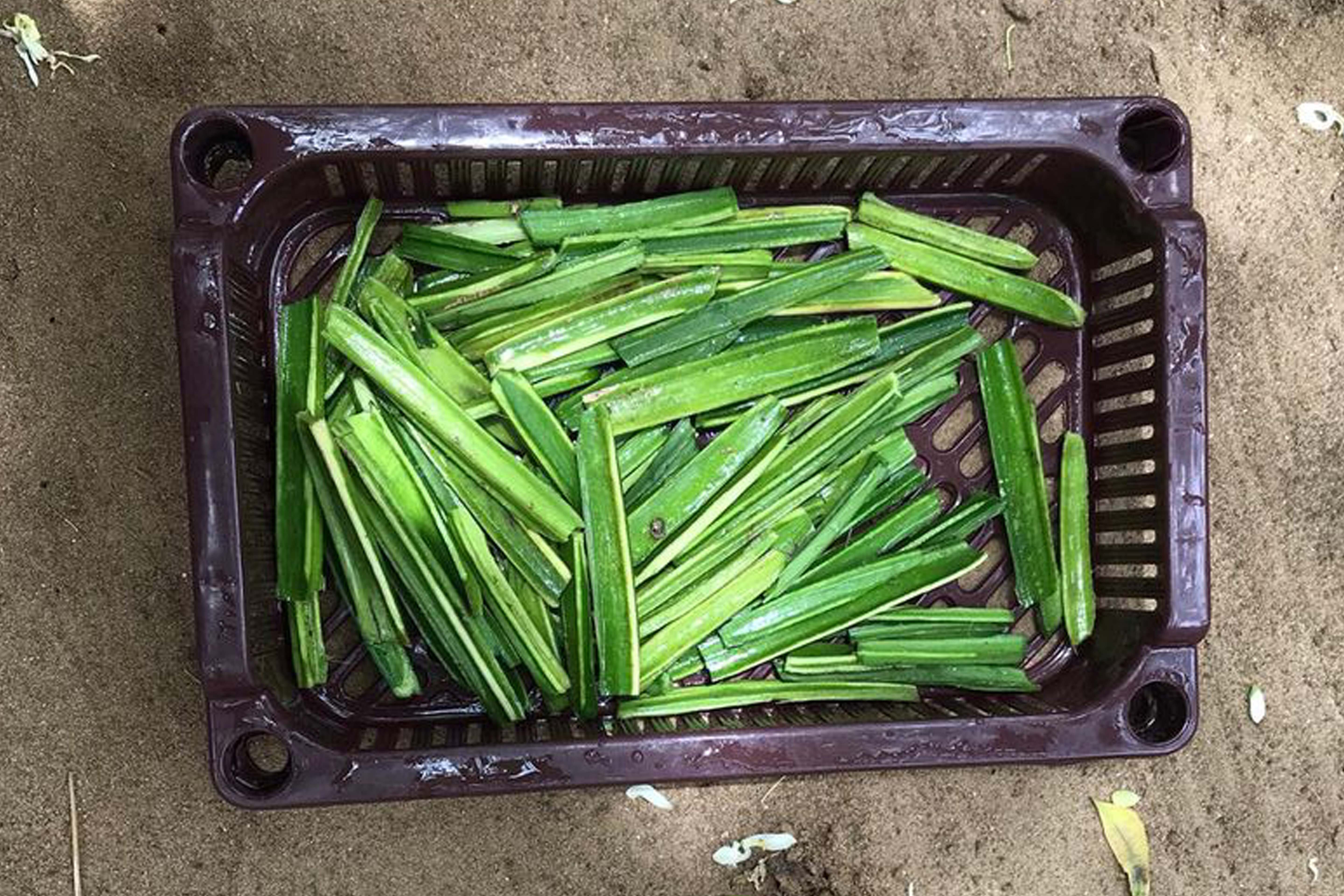 அங்காடியின் தோட்டத்தில் உயிர் காக்கும் அற்புத மூலிகை பிரண்டை! (பகுதி 1)