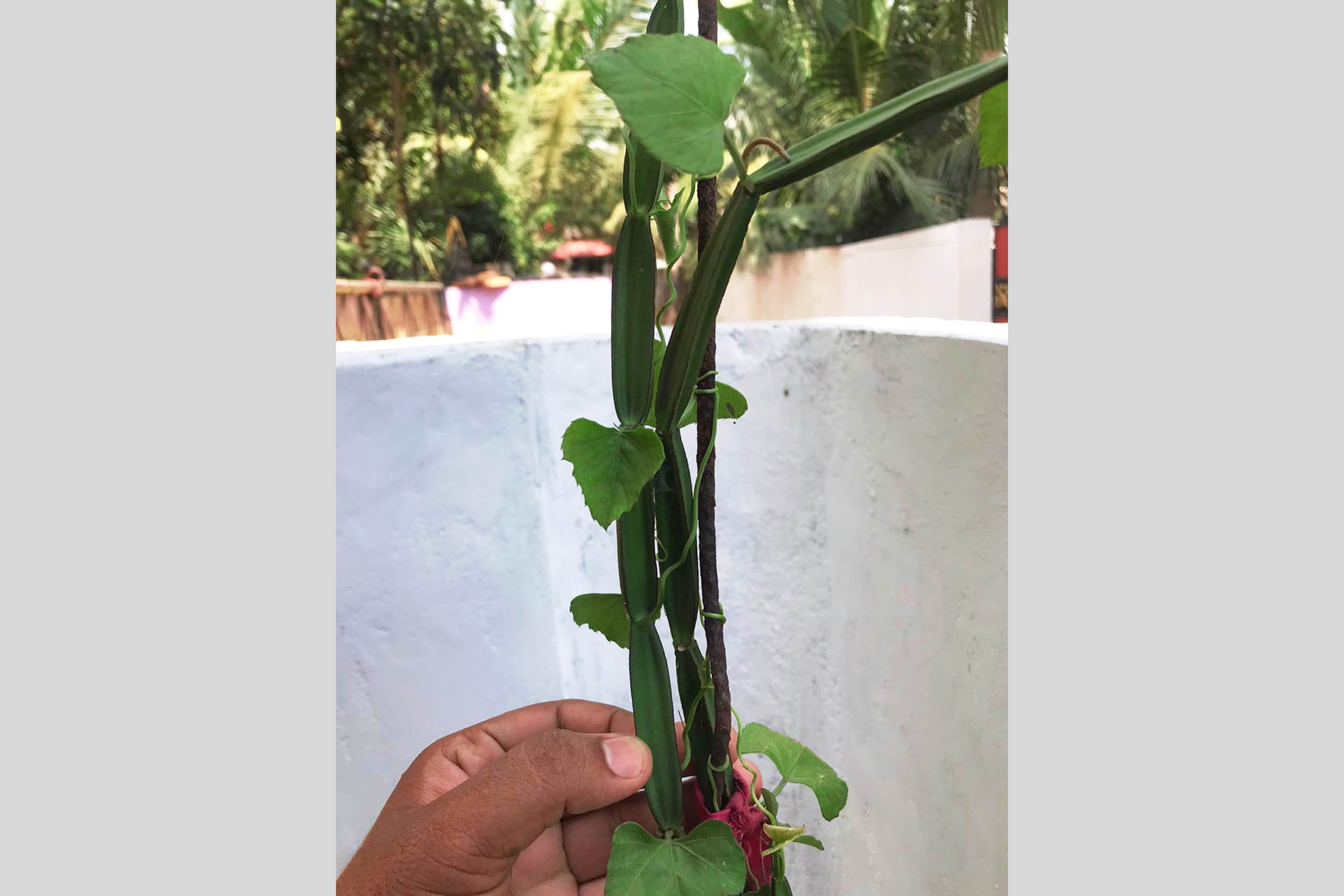அங்காடியின் தோட்டத்தில் உயிர் காக்கும் அற்புத மூலிகை பிரண்டை! (பகுதி 2)